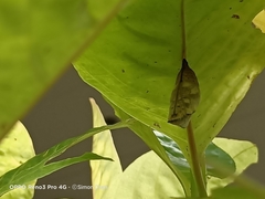 Doleschallia bisaltide