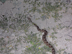 Crotalus enyo