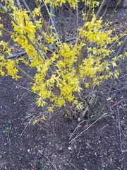 Forsythia × intermedia