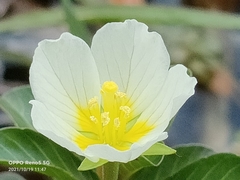 Ludwigia adscendens
