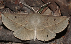 Phallaria ophiusaria