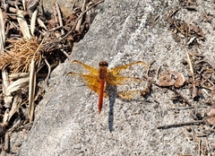 Sympetrum croceolum