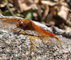Sympetrum croceolum