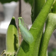 Tropidomantis