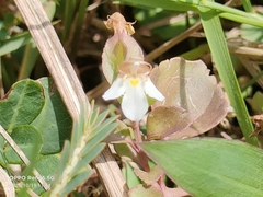 Torenia polygonoides
