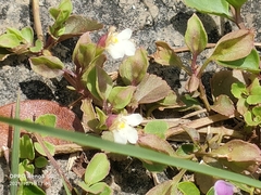 Torenia polygonoides