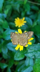 Coladenia indrani