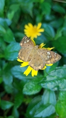 Coladenia indrani