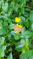 Coladenia indrani