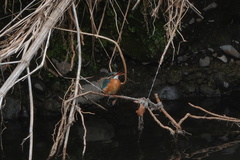 Alcedo atthis