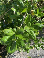 Coprosma repens