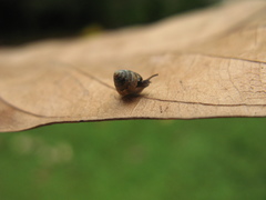 Kaliella microconus