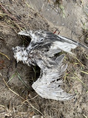 Chlidonias leucopterus