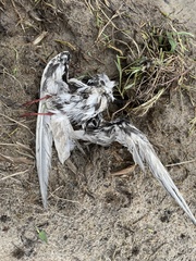 Chlidonias leucopterus