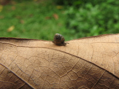 Kaliella microconus