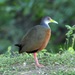 Gray-necked Wood-Rail - Photo (c) Lip Kee Yap, some rights reserved (CC BY-SA)