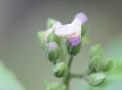 Mastira tegularis