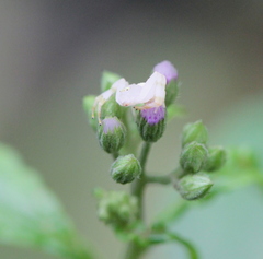 Mastira tegularis