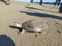 Podocnemis sextuberculata