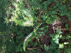 Polystichum munitum