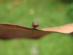 Kaliella microconus
