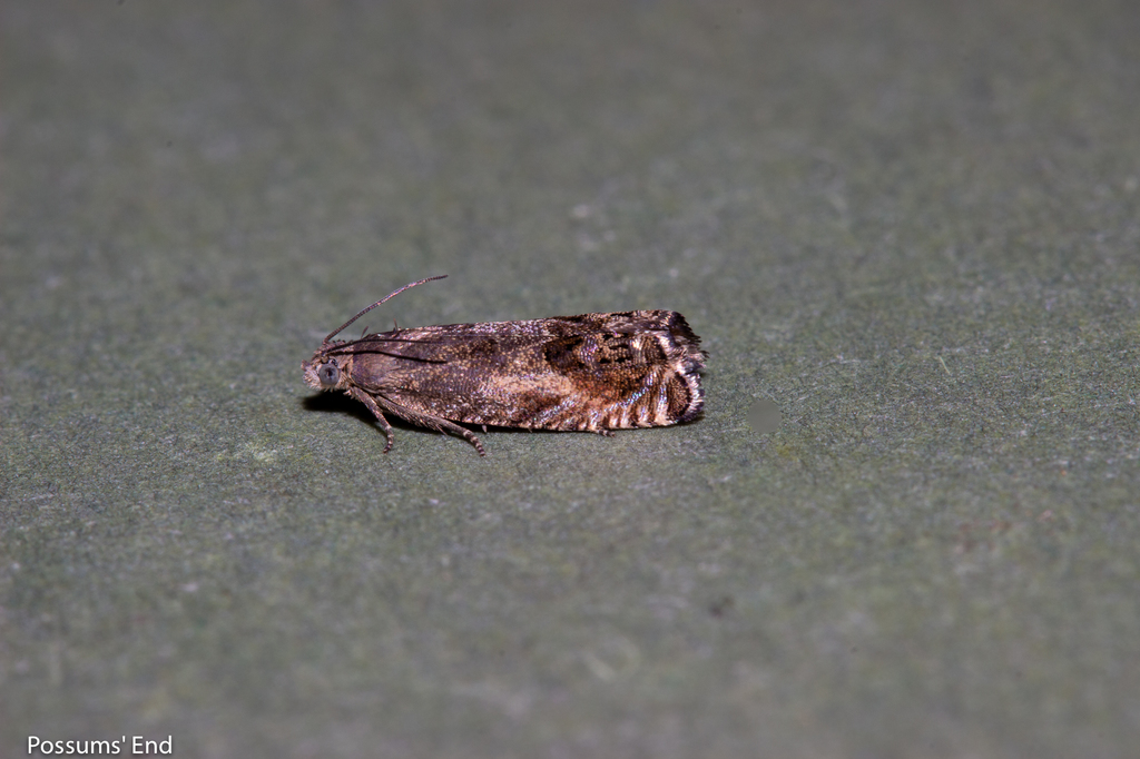 Gorse Pod Moth