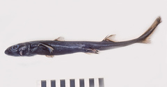 Moller's Lanternshark photo 2