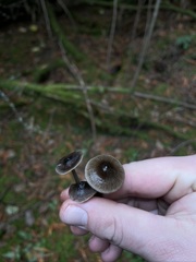Mycena quiniaultensis