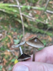 Mycena quiniaultensis