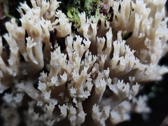 Artomyces piperatus