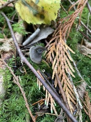 Mycena quiniaultensis