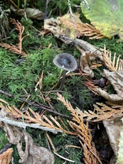 Mycena quiniaultensis