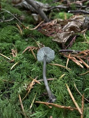 Mycena quiniaultensis