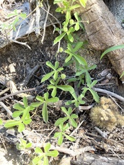 Passiflora pentaschista