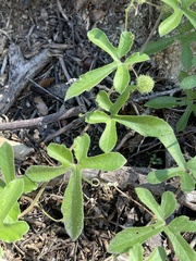 Passiflora pentaschista