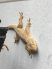 Gehyra mutilata