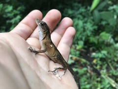 Anolis cobanensis
