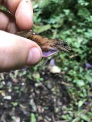 Anolis cobanensis