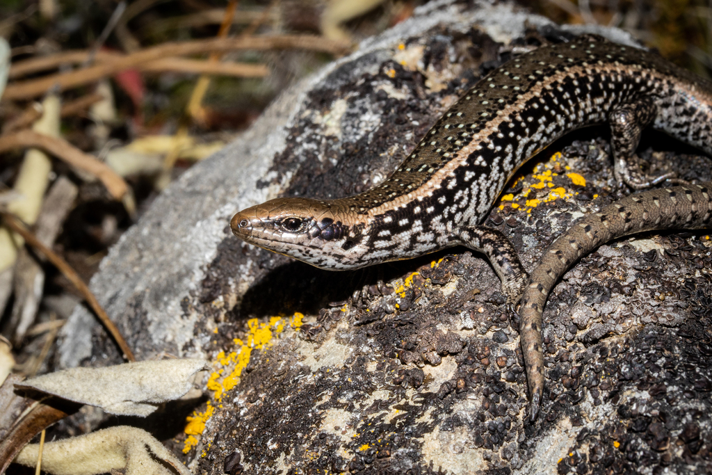 Marlborough Spotted Skink