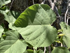 Ipomoea scopulorum