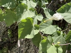 Ipomoea scopulorum