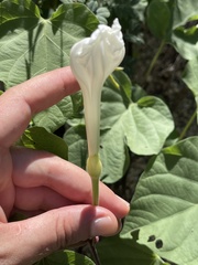 Ipomoea scopulorum