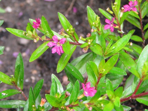 False heather