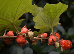 Rubus alceifolius