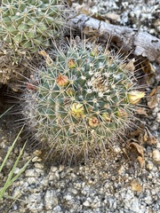 Mammillaria petrophila petrophila