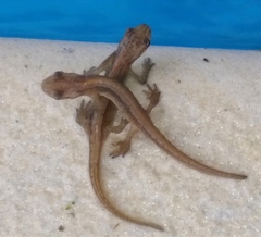 Lissotriton schmidtleri