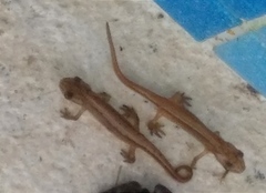 Lissotriton schmidtleri