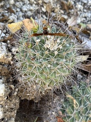 Mammillaria petrophila petrophila