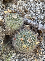 Mammillaria petrophila petrophila