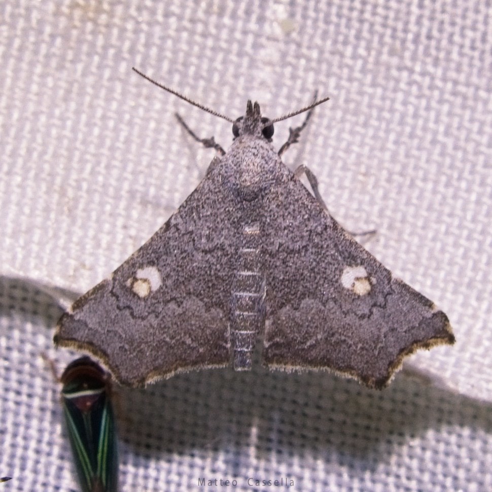 Redectis iphias